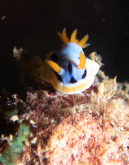 Chromodoris annae