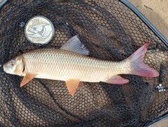 Moxostoma macrolepidotum