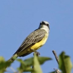 Tyrannus melancholicus