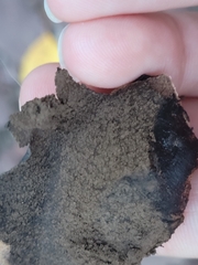 Scleroderma polyrhizum