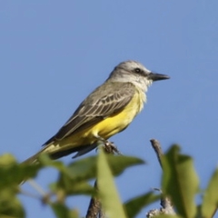 Tyrannus melancholicus