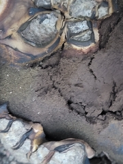 Scleroderma polyrhizum