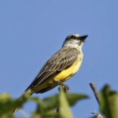 Tyrannus melancholicus