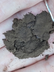 Scleroderma polyrhizum