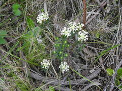 Pimelea