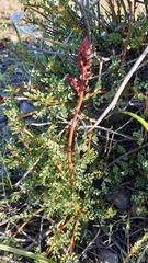 Erythrostemon angulatus