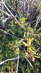 Erythrostemon angulatus