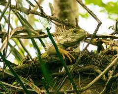 Iguana iguana