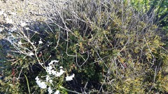 Erythrostemon angulatus