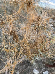 Cuscuta psorothamnensis