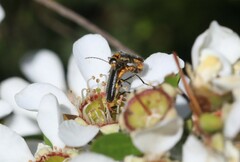 Chauliognathus sydneyanus