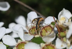 Chauliognathus sydneyanus