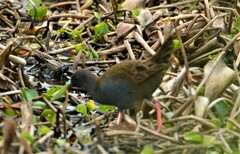 Pardirallus sanguinolentus