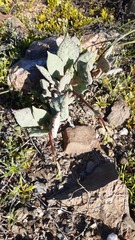 Cistanthe grandiflora