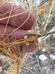 Cuscuta psorothamnensis