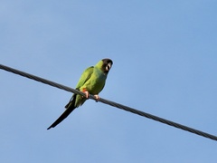 Aratinga nenday