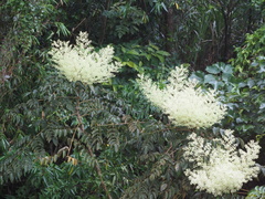 Aralia bipinnata