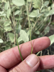 Bouteloua aristidoides