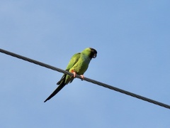 Aratinga nenday