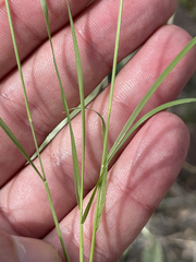 Bouteloua aristidoides