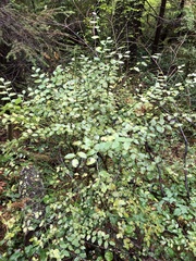 Vaccinium