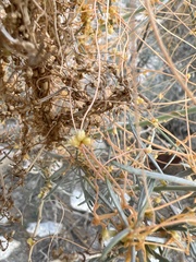 Cuscuta psorothamnensis