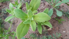 Tetragonia