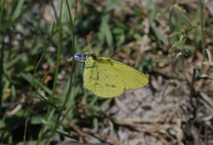 Eurema smilax