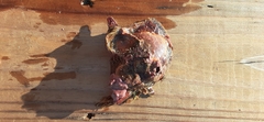 Pinctada imbricata