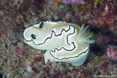 Doriprismatica atromarginata