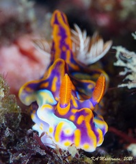 Miamira flavicostata