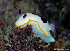 Goniobranchus splendidus