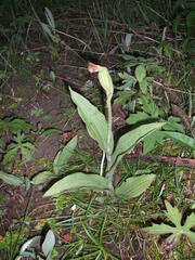 Cypripedium