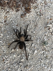 Aphonopelma eutylenum