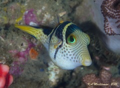Canthigaster valentini