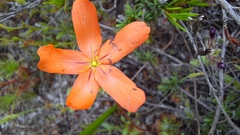 Drosera leucoblasta