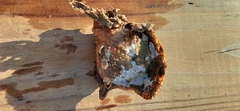 Pinctada imbricata