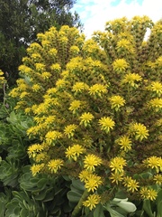 Aeonium arboreum