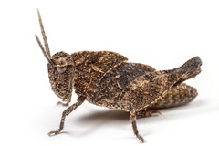 Tomonotus ferruginosus