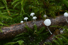 Cyphellaceae