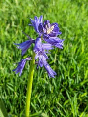 Hyacinthoides
