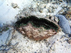 Tridacna derasa