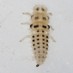 Psyllobora vigintimaculata
