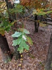 Quercus shumardii