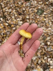 Pholiota aurivella