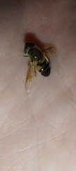 Eristalis similis