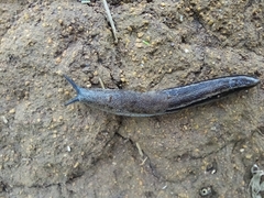 Urocyclus kirkii