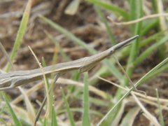 Tetanorhynchini
