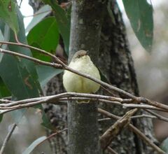 Acanthiza reguloides