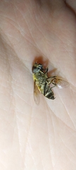 Eristalis similis
